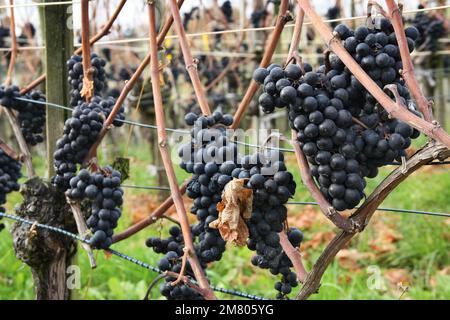 Grapes for making ice wine - this grape sort is harvested only after winter frost Stock Photo