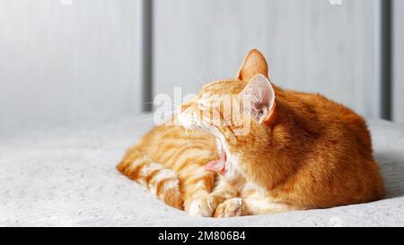 Red cat lying on the bed and yawning. Shallow focus. Copyspace. Stock Photo