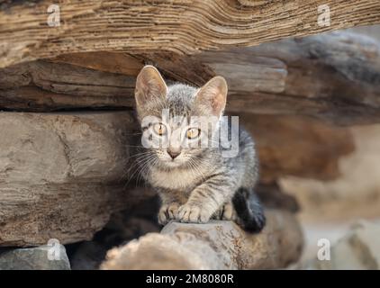 Cute little tabby kitten resting on a stack of logs and looking curiously with beautiful eyes, Greece Stock Photo