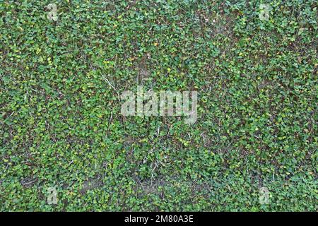 Beautiful wallpaper view of the creeping fig or climbing fig creeper vine fully growing on the garden wall Stock Photo