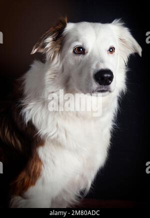 Photo studio of Border Collie Stock Photo