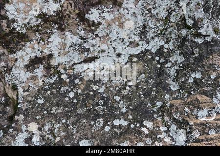 Close up view of the granite rock with the lichens growing on the surface. In this rock mostly white color lichens grow Stock Photo