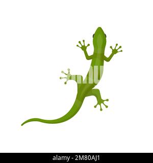 lizard isolated on white background. Vector illustration. Eps 10. Stock Vector