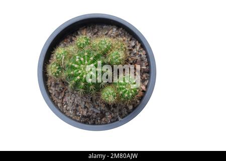 Overhead view of a Cactus plant growing in a black plastic pot in isolated background Stock Photo