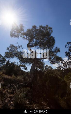 Back Light of Pine Tree. Stock Photo