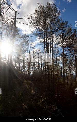 Back Light of Pine Tree. Stock Photo