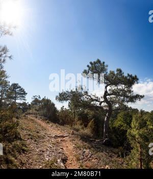 Back Light of Pine Tree. Stock Photo