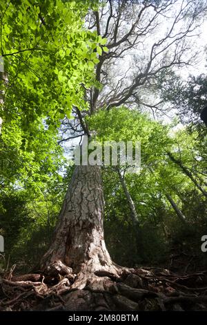 Giant Pine tree. Teruel Province Stock Photo