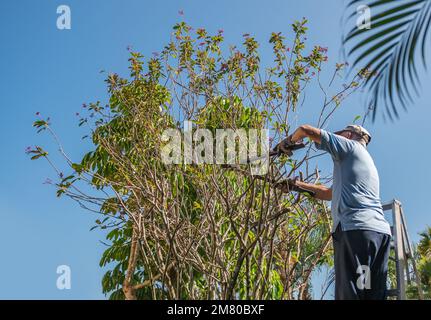 Male landscaper pruning Oleander tree branches with scissor cutting tool. Gardener on ladder trimming backyard plant with pruning shears. Stock Photo