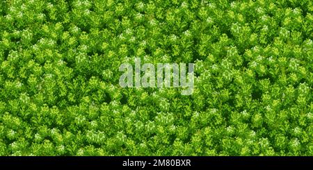 Green wall seamless pattern with moss texture Stock Vector