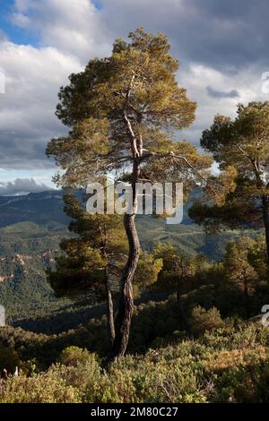 Pine Tree. Teruel Province Stock Photo