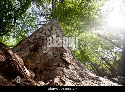 Giant Pine tree. Teruel Province Stock Photo