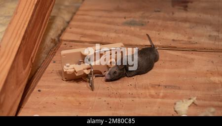 https://l450v.alamy.com/450v/2m80c85/dead-rat-caught-in-exterminator-snap-mouse-trap-pest-and-rodent-removal-service-2m80c85.jpg