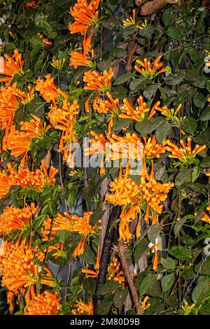 Orange flame vine, Pyrostegia venusta Stock Photo