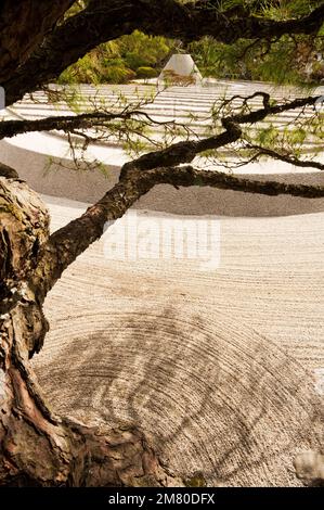 The raked garden at Ginkaku-ji Temple, with its abstract representation of Mount Fuji, seen through the branches of a sculpted pine tree. Stock Photo