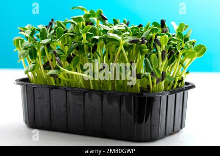 Sunflower microgreens in a plastic tray on a blue background. Microgreen sprouts are healthy and fresh food. Stock Photo