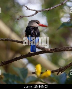 African pygmy kingfisher, Ispidina picta, Ambolseli National Park, Kenya Stock Photo