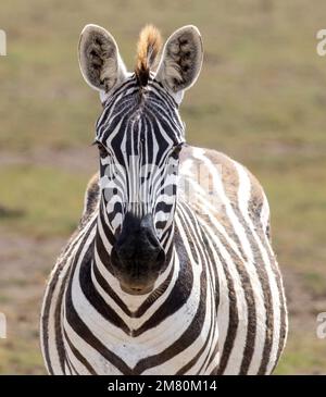 frontal portrait of zebra, Amboseli National Park, Kenya Stock Photo