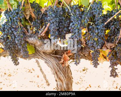 Ripe syrah grapes on the vine Stock Photo