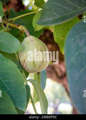 green walnut on the tree Stock Photo