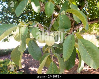 Walnut fruit on tree Stock Photo