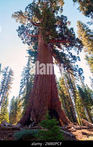 Composite Image of The Grizzly Giant; the most renowned giant sequoia in Yosemite National Park in  the Mariposa Grove Stock Photo