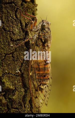 Natural closeup on a large European mediterranean tree-cricket, Cicada orni sitting well camouflaged on the bark of a tree in Southern France Stock Photo