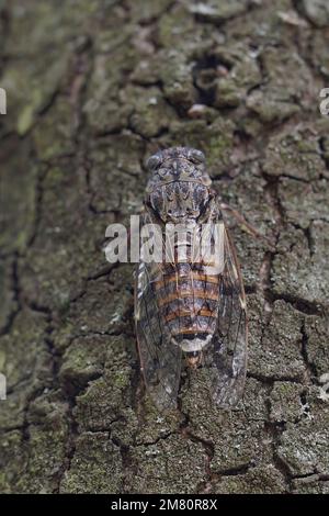 Natural closeup on a large European mediterranean tree-cricket, Cicada orni sitting well camouflaged on the bark of a tree in Southern France Stock Photo
