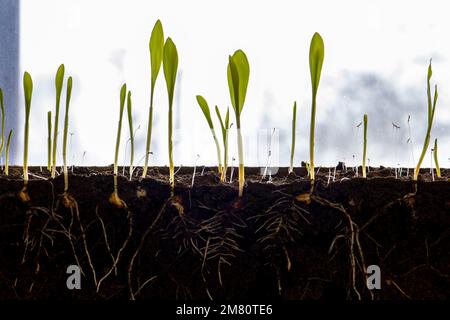 A row of young corn shoots with roots. Stock Photo