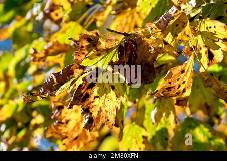 Sycamore (acer pseudoplatanus), close up showing back lit leaves changing colour in autumn. Stock Photo