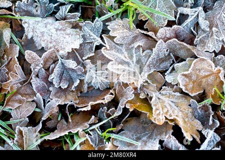 Close up of the leaf litter lying on the grass covered in a light frost after a cold winter's night. Stock Photo