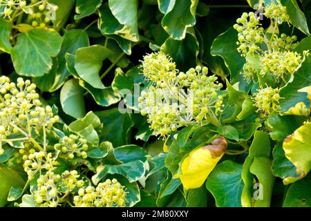 Ivy (hedera helix), close up showing the greenish-yellow flowers of the common climbing shrub which open during the autumn and winter months. Stock Photo