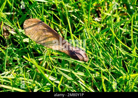 Sycamore (acer pseudoplatanus), close up of a single winged seed resting on short trimmed grass during the autumn. Stock Photo