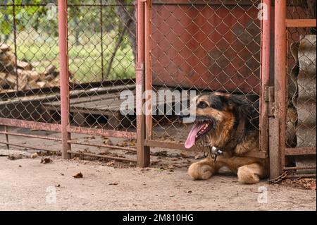 the dog is in a pen behind bars Stock Photo