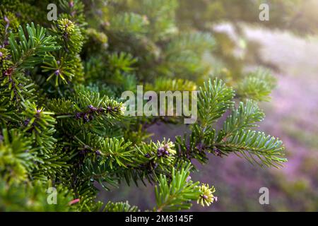 Christmas tree growing in the forest. Abies nordmanniana. Nordmann fir is one of the most important species grown for the Christmas tree. Stock Photo