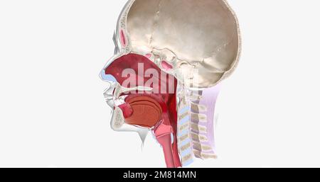 Anaphylaxis is a severe, systemic allergic reaction characterized by ...