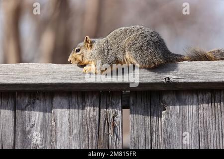 A close-up shot of a beautiful fox squirrel sitting on a wooden fence in the daylight Stock Photo