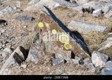 yellow green lichen rings on rock in Lake District, England, UK Stock Photo