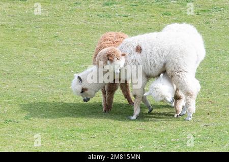 Alpacas - three alpacas intertwined - UK Stock Photo