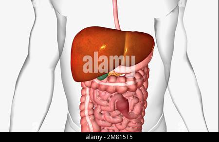 The liver is the largest visceral organ of the body 3D illustration ...