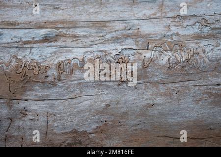 Insect tracks in fallen tree trunk in which the bark has eroded away. Stock Photo