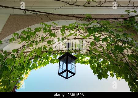 An antique lamp hangs in the middle of an ivy-covered stone arch against a blue sky. Stock Photo