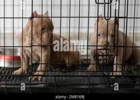 American bully cage size best sale