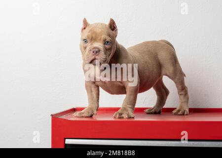 an american bully puppy, posing on a red base, looking to the side, with copy space. Stock Photo