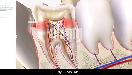 Sensitive teeth is a common dental condition characterized by sharp ...