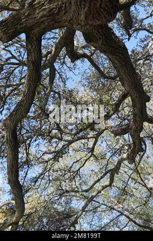 An old mangled oak tree in Colonial Williamsburg Stock Photo - Alamy