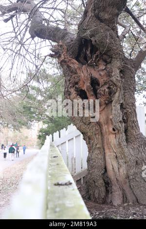 An old mangled oak tree in Colonial Williamsburg Stock Photo - Alamy