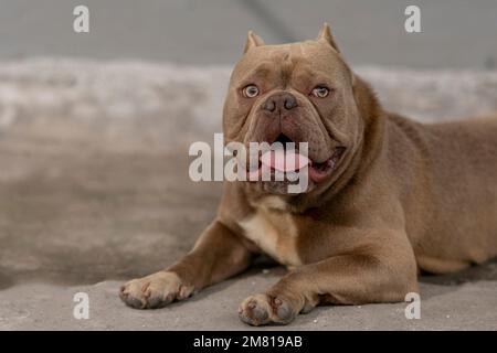 American bully brown dog is lying on the floor Stock Photo
