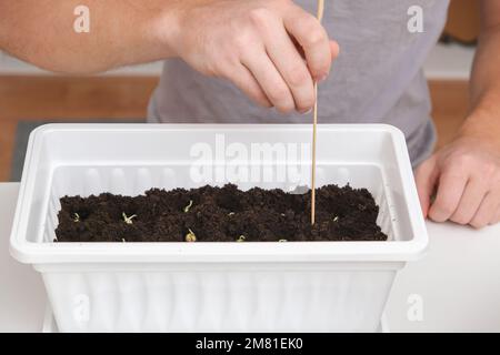 A man inserts wooden sticks for a pea trellis in the ground, soil. Preparation of seedlings in the balcony box. Growing microgreens, sweet peas at home in an apartment. Stock Photo