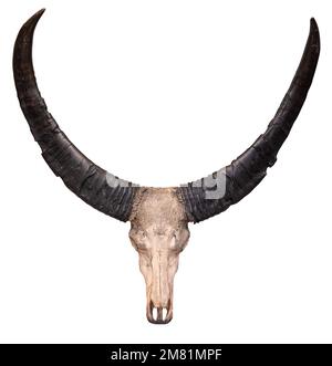 Skull And Horns Of A Cow Isolated On A White Background Stock Photo